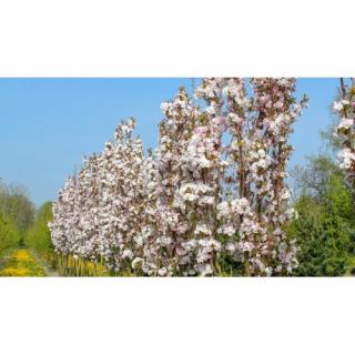 Okrasná čerešňa (Prunus serrulata) ´AMANOGAWA´- výška 150-200 cm, obvod kmeňa: 4/6 cm, kont. C10L