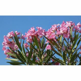 Oleander obyčajný (Nerium oleander) ´ATLAS´ - výška 50-80 cm, kont. C3L