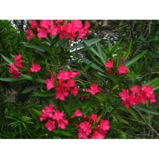 Oleander obyčajný (Nerium oleander) ´CLAUDIA ´ - výška 40-60 cm, kont. C3L (-10/-12°C)