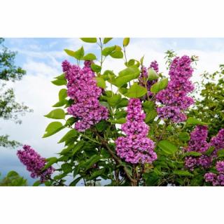 Orgován obyčajný (Syringa vulgaris) ´MICHEL BUCHNER´ - výška 70-100 cm, kont. C2L