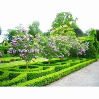 Orgován obyčajný (Syringa vulgaris) ´SENSATION´ - výška 20-40 cm, kont. C4L
