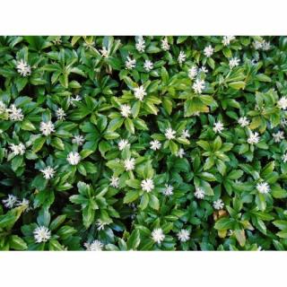 Pachysandra vrcholová (Pachysandra Terminalis) ´GREEN CARPET´ kont. C2L