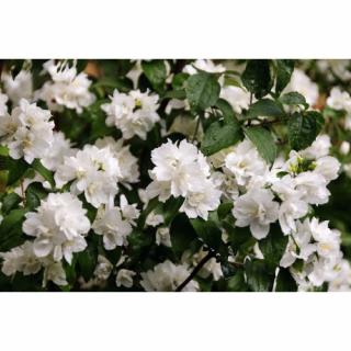 Pajazmín vencový (Philadelphus virginalis) ´MINNESOTA SNOWFLAKE´ - výška 40-60 cm, kont. C3L