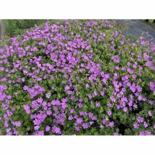 Pakosť (Geranium gracile) ´SIRAK´ kont. C1.5L