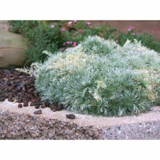 Palina schmidtova (Artemisia schmidtiana) ´NANA´ - kont. P9