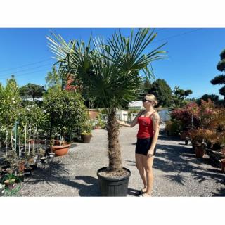 Palma konopná (Trachycarpus fortunei) - výška kmeňa 140-160 cm, celková výška 200-250 cm (-17°C)