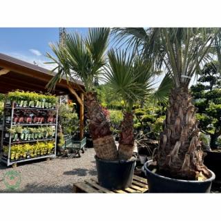 Palma vláknitá (Washingtonia filifera) – výška kmeňov 90/120 cm, celková výška 250 cm, kont. C160L (-4°C) - DVOJIČKY