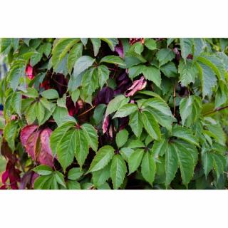 Pavinič päťlistý (Parthenocissus Quinquefolia) - výška 70-100 cm, kont. C3L