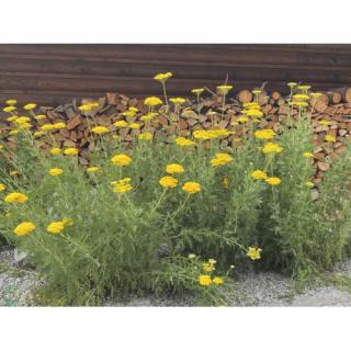 Rebríček obyčajný (Achillea filipendulina) ´SUMMER GOLD´ kont. P9
