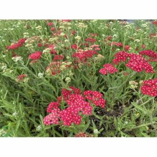 Rebríček obyčajný (Achillea millefolium) ´CERISE QUEEN´ kont. P9