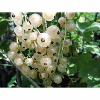 Ríbezľa biela (Ribes rubrum) ´BLANCA´ - výška 70-100 cm, stredne skorá, voľnokorenná - STROMČEKOVÁ/NA KMIENKU