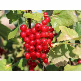 Ríbezľa červená (Ribes rubrum) ´JONKHEER VAN TETS´ - výška 40-60 cm, skorá, voľnokorenná - KRÍKOVÁ
