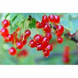 Ríbezľa červená (Ribes rubrum) ´ROVADA´ - výška 70-100 cm, skorá, voľnokorenná - STROMČEKOVÁ/NA KMIENKU