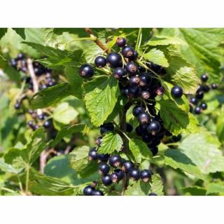 Ríbezľa čierna (Ribes nigrum) ´BEN CONAN´- výška 70-100 cm, kont. C2L - STROMČEKOVÁ/NA KMIENKU