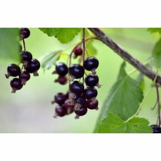 Ríbezľa čierna (Ribes nigrum) ´TISEL´ - výška 70-100cm, skorá, voľnokorenná - STROMČEKOVÁ/NA KMIENKU