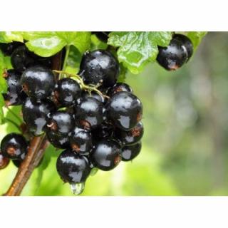 Ríbezľa čierna (Ribes nigrum) ´TITANIA´ - výška 70-100 cm, stredne skorá - voľnokorenná - STROMČEKOVÁ/NA KMIENKU