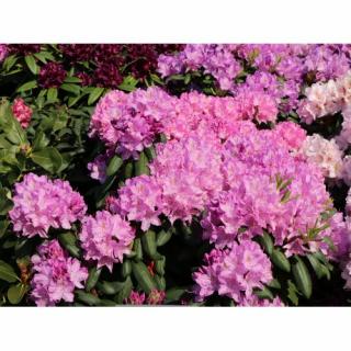 Rododendron hybridný (Rhododendron hybridum) ´ROSEUM ELEGANS´ - výška 30-50 cm, kont. C4L
