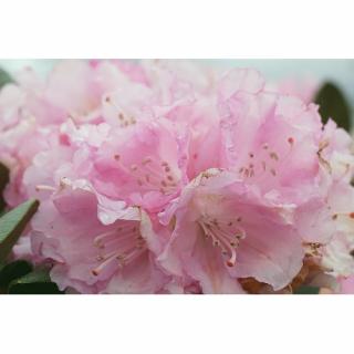 Rododendron jakušimský (Rhododendron yakushimanum) ´KALINKA´ - výška 90-110 cm, kont. C7.5L - NA KMIENKU