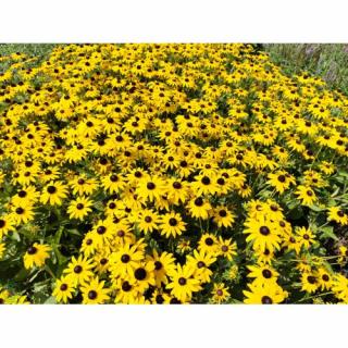 Rudbekia žiarivá (Rudbeckia fulgida) ´GOLDSTURM´ kont. C2L