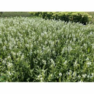 Šalvia hájna (Salvia nemorosa) ´SCHNEEHÜGEL´ kont. P9