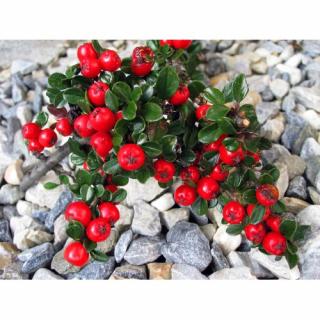 Skalník Dammerov (Cotoneaster Dammeri) ´CORAL BEAUTY´ - výška 20-30 cm, ⌀ 70-100 cm, kont. C3L