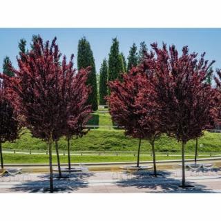 Slivka čerešňoplodá (Prunus cerasifera) PISSARDII ´NIGRA´ - výška 200-230 cm, obvod kmeňa 6/8 cm, kont. C18L