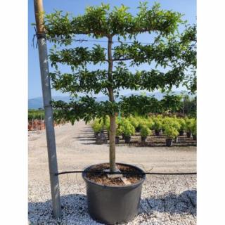 Slivka domáca (Prunus Domestica) ´PRESIDENT´- výška 240 cm, obvod kmeňa 20/25 cm, kont. C230L - TVAROVANÁ STENA
