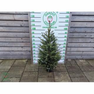 Smrek balkánsky (Picea omorika) ´OMORIKA´ – výška 80-100 cm, kont. C10L