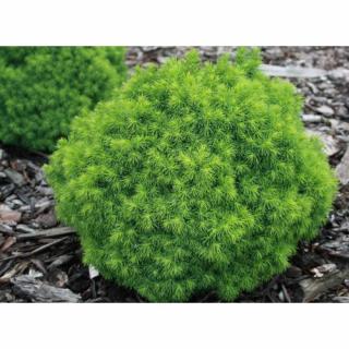 Smrek biely (Picea glauca) ´ALBERTA GLOBE´ – výška: 15-20 cm, kont. C5L