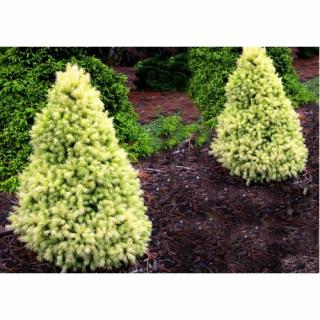 Smrek biely (Picea glauca) ´DAISY´S WHITE´ – výška: 20-30 cm, kont. C3L