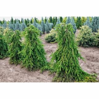 Smrek obyčajný (Picea abies) ´INVERSA PENDULA´, výška: 175-200 cm, kont. C70L
