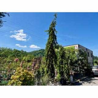 Smrek obyčajný (Picea abies) ´INVERSA PENDULA´– výška: 400-450 cm, kont. C230L
