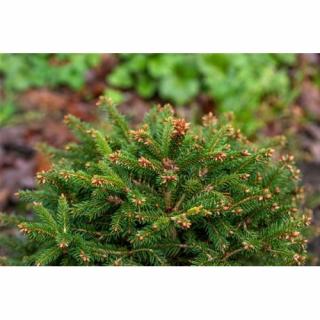Smrek obyčajný (Picea abies) ´OHLENDORFII´,  ⌀ 15-25 cm, kont. C5L