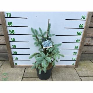 Smrek pichľavý (Picea Pungens) ´ERICH FRAHM´ - výška: 40-60 cm, kont. C7.5L