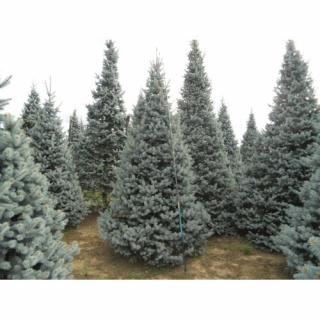 Smrek pichľavý (Picea Pungens) ´HOOPSII´ - výška 350-400 cm, kont. C55L