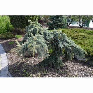 Smrek pichľavý (Picea pungens) ´PENDULA´ - výška: 100-120 cm, kont. C7.5L