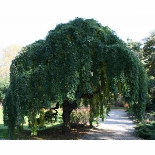 Sofora japonská (Sophora japonica) - výška 220-240 cm, obvod kmeňa 8/10 cm, kont. C25L - PENDULA