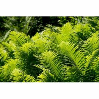 Stálozelená papraď samčia (Dryopteris Filix mas) - výška 30-50 cm, kont. C6L