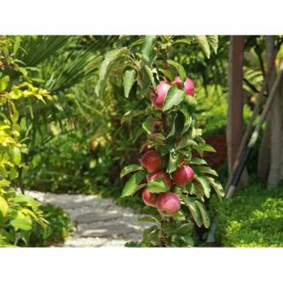 Stĺpovitá jabloň (Malus ballerina) ´POLKA´® - jesenná, výška 60-80 cm, kont. C3,5L