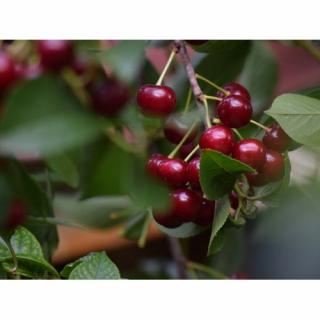 Stĺpovitá višňa (Prunus cerasus) ´JOANNA´ - výška 60-80 cm, kont. C3/5L