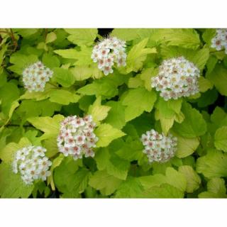 Tavoľa kalinolistá (Physocarpus opulifolius) ´DART´S GOLD´ - výška 70-100 cm, kont. C5L