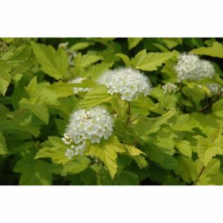 Tavoľa kalinolistá (Physocarpus opulifolius) ´DART´S GOLD´ - výška 90-110 cm, kont. C5L - NA KMIENKU