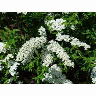 Tavoľník sivý (Spiraea × cinerea) ´GREFSHEIM´ - výška 40-60 cm, kont. C3L