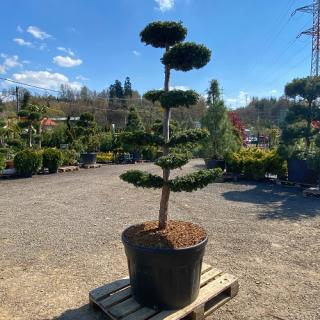 Tis obyčajný (Taxus Baccata) ´DOVASTONII AUREA´ - výška 150-175 cm, kont. C180L - BONSAJ