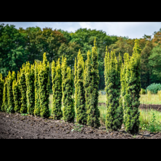 Tis obyčajný (Taxus baccata) ´FASTIGIATA AUREA´ - výška: 20-40 cm, kont. C3L