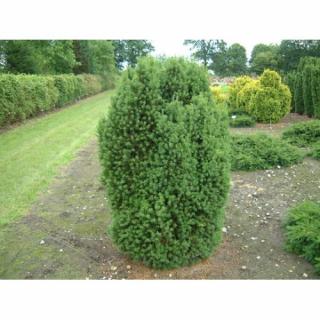 Tis obyčajný (Taxus baccata) 'OVEREYNDERI´ - výška: 30-40 cm, kont. C2L