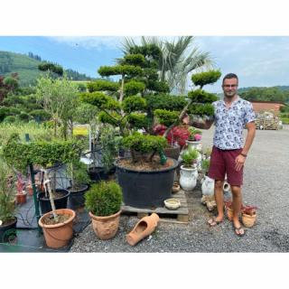 Tis prostredný (Taxus Media) ´FARMEN´ - výška 150-175 cm, kont. C285L - BONSAJ DVOJIČKY - STARÝ A VZÁCNY EXEMPLÁR