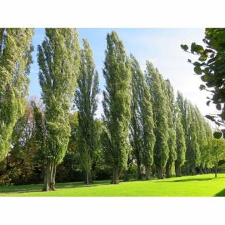 Topoľ čierny (Populus nigra) ´ITALICA´ - výška 180-220 cm, obvod kmeňa 4/6 cm, kont. C15L/C20L