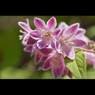 Trojpuk hybridný (Deutzia Hybrida) ´PERLE ROSE´ - výška 80-120 cm, kont. C5L