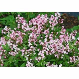 Trojpuk ružový (Deutzia Rosea) ´CARMINEA´ - výška 90-110 cm, kont. C5L